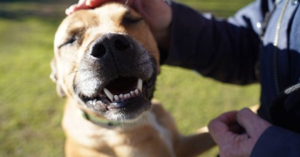 RSPCA ACT's Pets of the week - Taco and Ralph