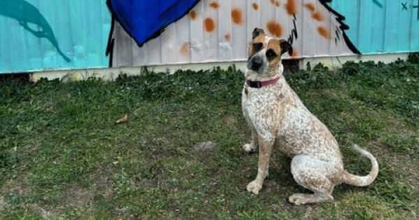 Rescue group goes to greatest of heights to find forever homes for its dogs in need