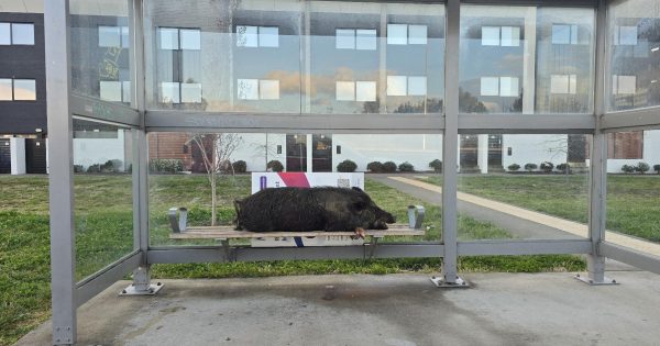 You can't pork there, mate: Dead boar found dumped at Coombs bus stop