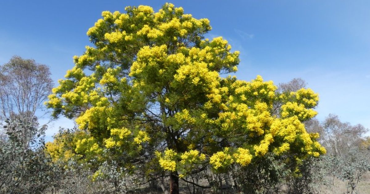 Think the wattle’s making you sneeze? Think again (your real enemy is most likely invisible) | Region Canberra