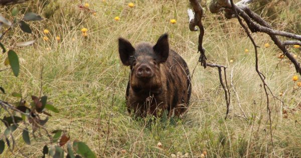 Government resumes annual animal cull as 'quite a diverse landscape' faces threat