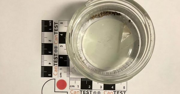 Calls for permanent Canberra drug testing service after deadly fentanyl detected for first time
