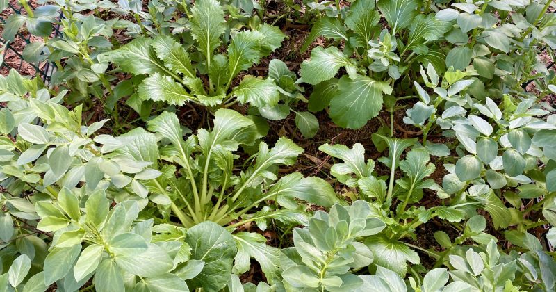 Community garden grants open as government prioritises ditching fake grass