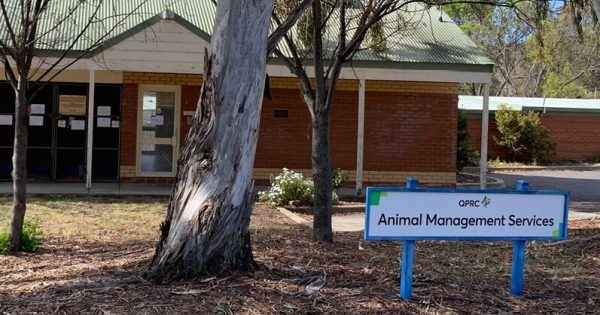 Queanbeyan pound didn't have 'appropriate disease control' before outbreak that led to dogs euthanised