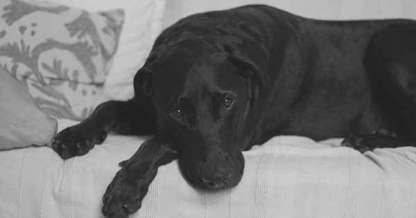 'Really, really serious disease': Queanbeyan pound closes temporarily after canine parvovirus detected