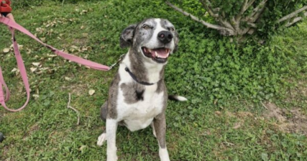 RSPCA ACT’s Pets of the week – Buck and Mr King