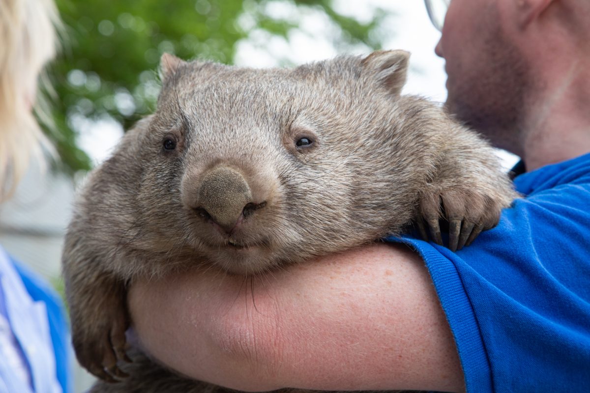 Man holding a wombat