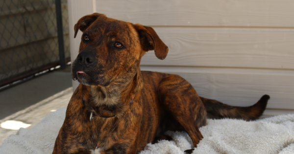 Boss came to the shelter needing help. A year later, he's still looking for a home