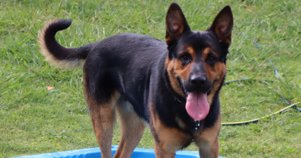 RSPCA ACT’s Pets of the week – Boof and Taco