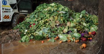 Canberra's FOGO facility to potentially process animal carcasses, compostable packaging