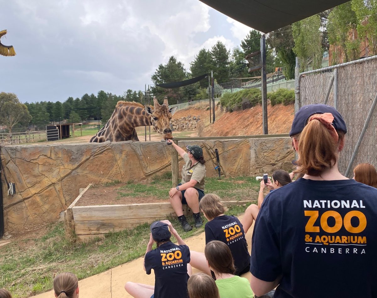 giraffe interacting during info session