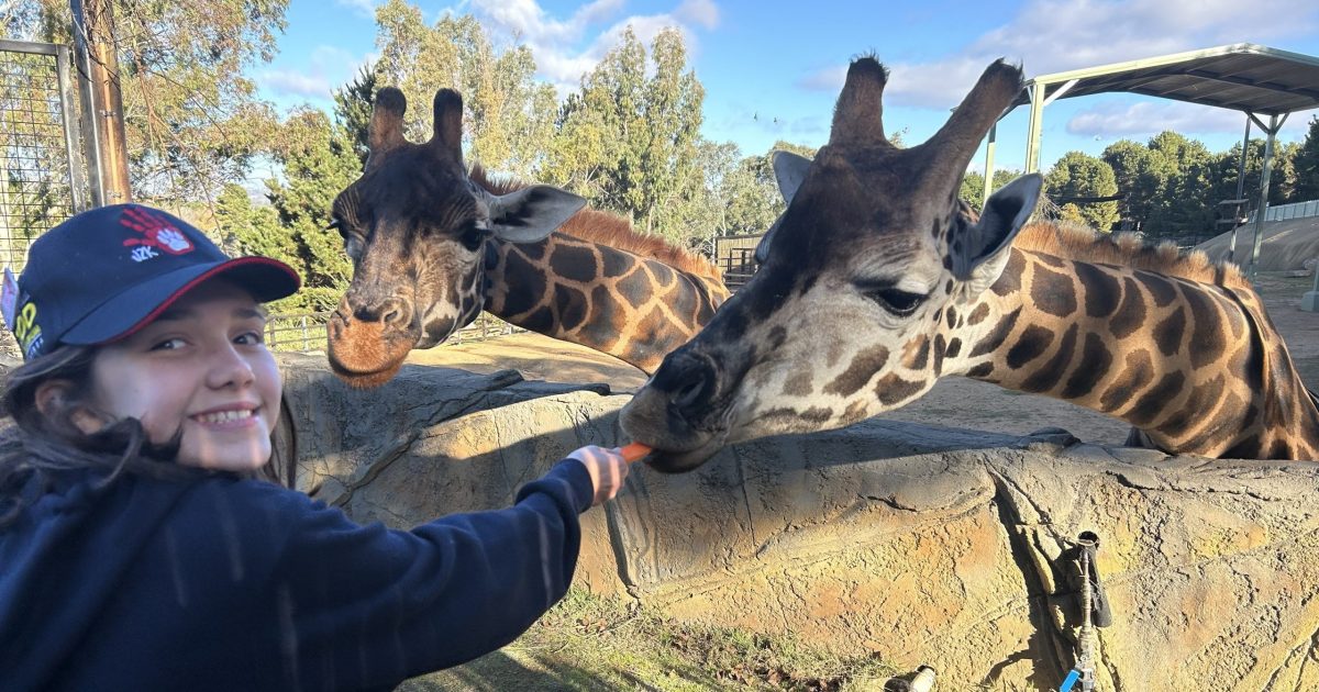 ‘Trust is everything’ long before guest encounters at the National Zoo and Aquarium | Region Canberra ‘Trust is everything’ long before guest encounters at the National Zoo and Aquarium | Region Canberra