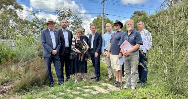 'Disregarding and disrespectful': Volunteers and politicians fail to save Ainslie's community garden