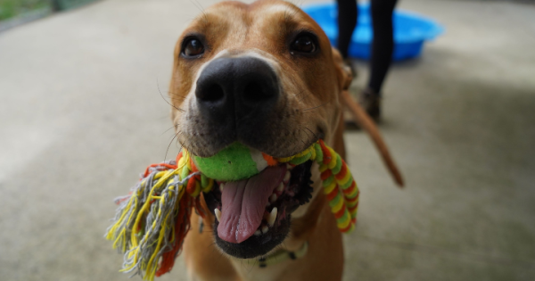 RSPCA ACT’s Pets of the Week – Millie and Hugo