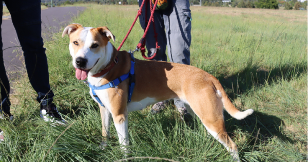 RSPCA ACT’s Pets of the Week – Gatsby and Coco