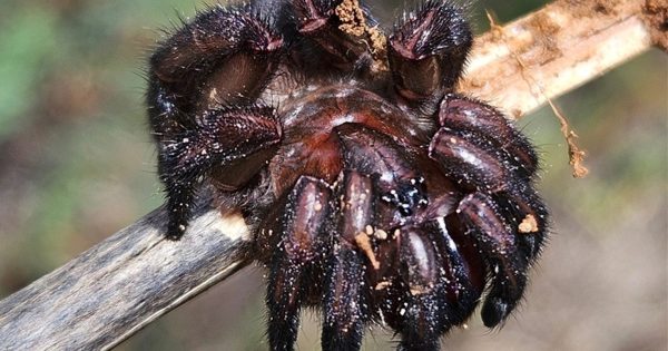 The hunt is on for more information about 'really exciting' spider find by Canberra rangers