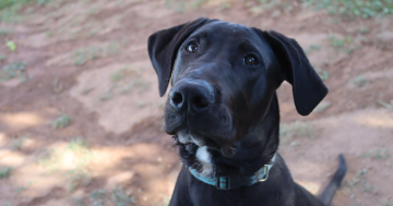 RSPCA ACT’s Pets of the Week – Daphne and Goliath