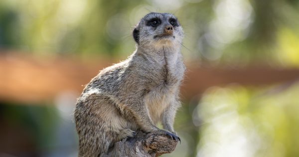 Silent Disco at the National Zoo & Aquarium