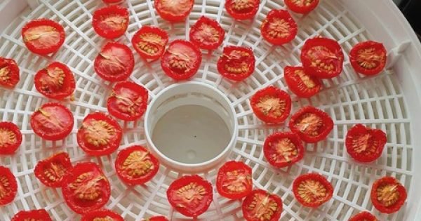 Autumn delivers a bumper batch of tomatoes