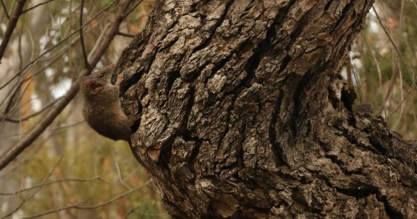 Wanted since 1993: New study confirms tiny marsupial is in the ACT