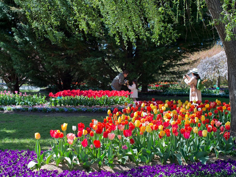 Tulip Top Gardens