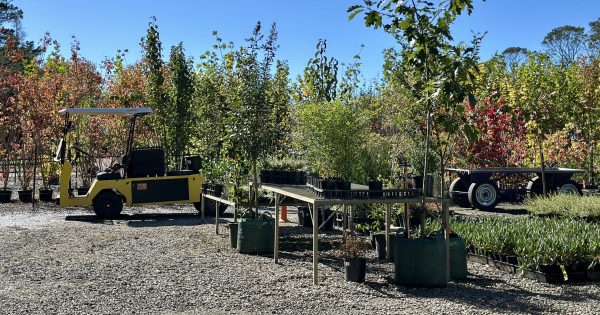Almost all of Canberra's street trees started life here ... and it's reached another milestone