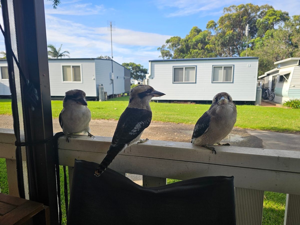 three kookaburras on a verandah