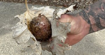 Bait balls debate aside, there are more prevalent toxins for our pets out there