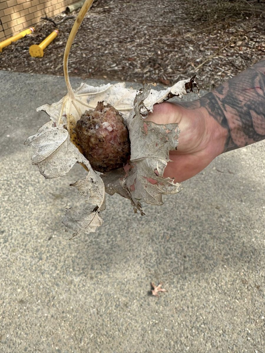 suspected bait ball
