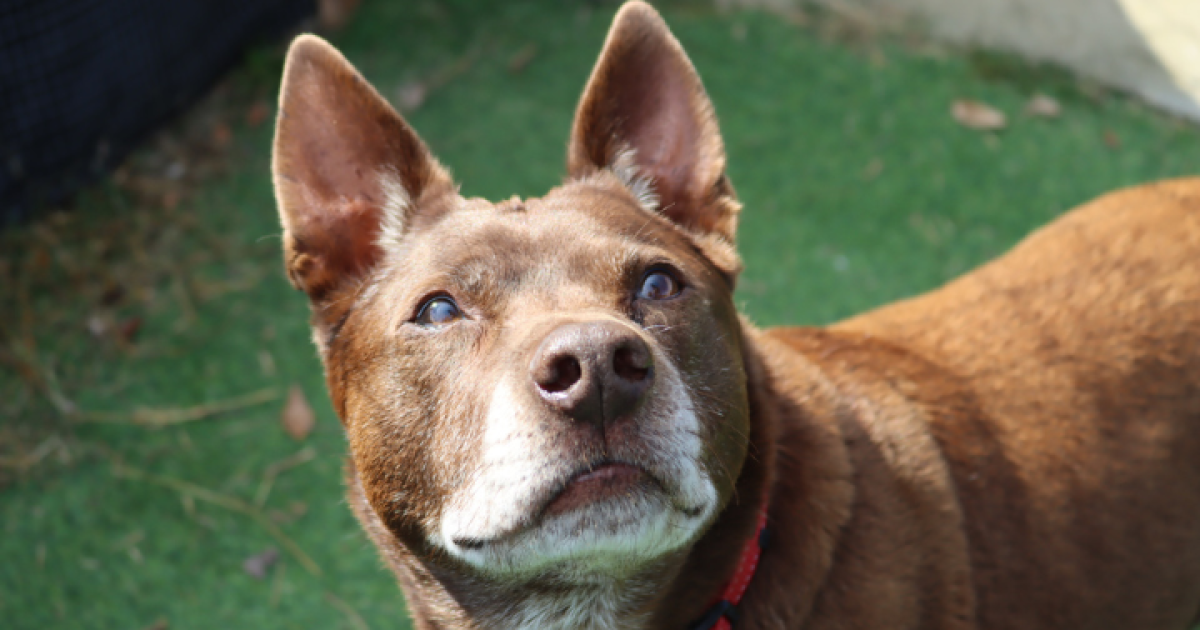 RSPCA ACT’s Pets of the Week – Jock and Mia | Region Canberra