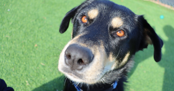 RSPCA ACT’s Pets of the Week – Olive and Roxy