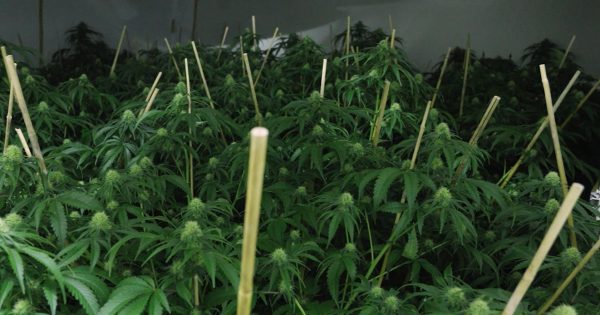 Police seize more than 190 cannabis plants from Bonner house