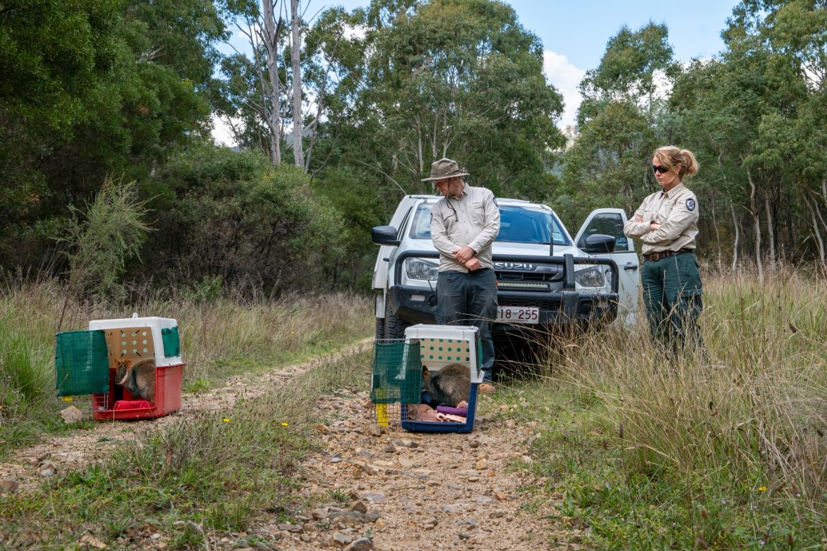 Two rangers standing near two wallabies in open cages