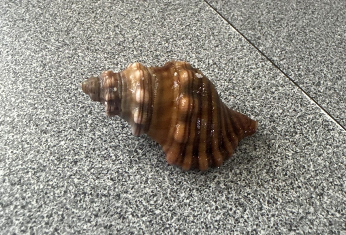 Sea snail shell