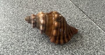 Lift to Jervis Bay wanted. The passenger? This sea snail ...