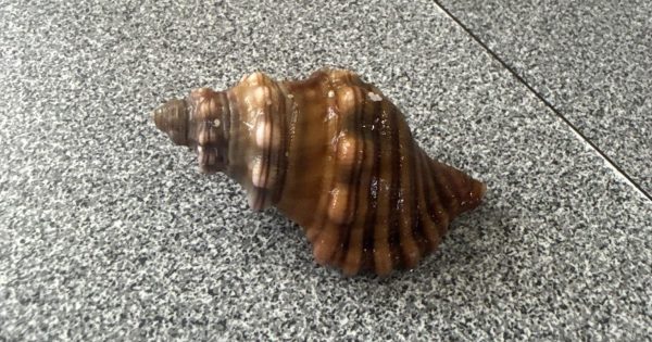 Lift to Jervis Bay wanted. The passenger? This sea snail ...