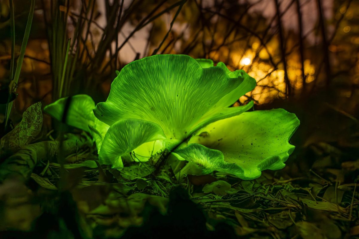 Ghost mushroom