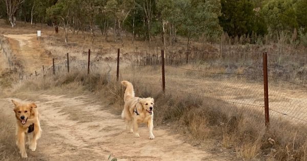 Tuggeranong dog owners receive conflicting advice on future of popular dog exercise area