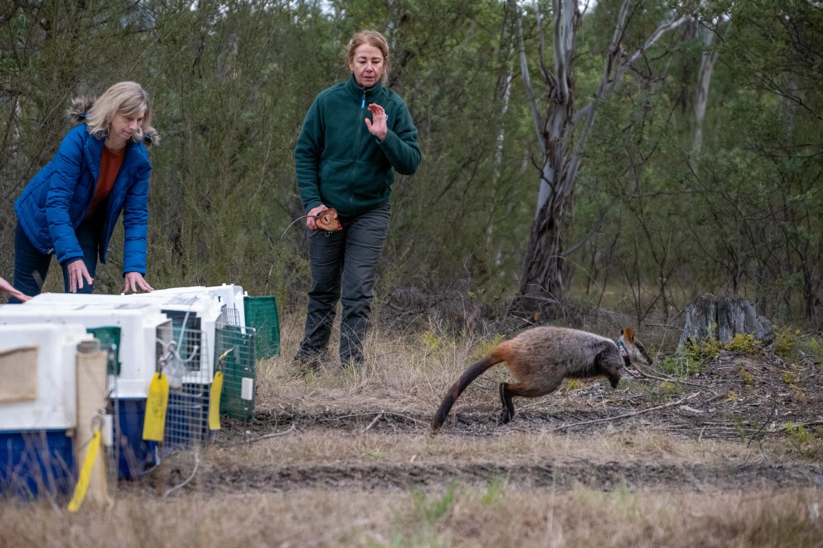 A wallaby jumping from a carrier as two people stand nearby