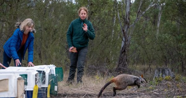 Jedbinbilla may be small but it could mean big things for an endangered Canberra mammal