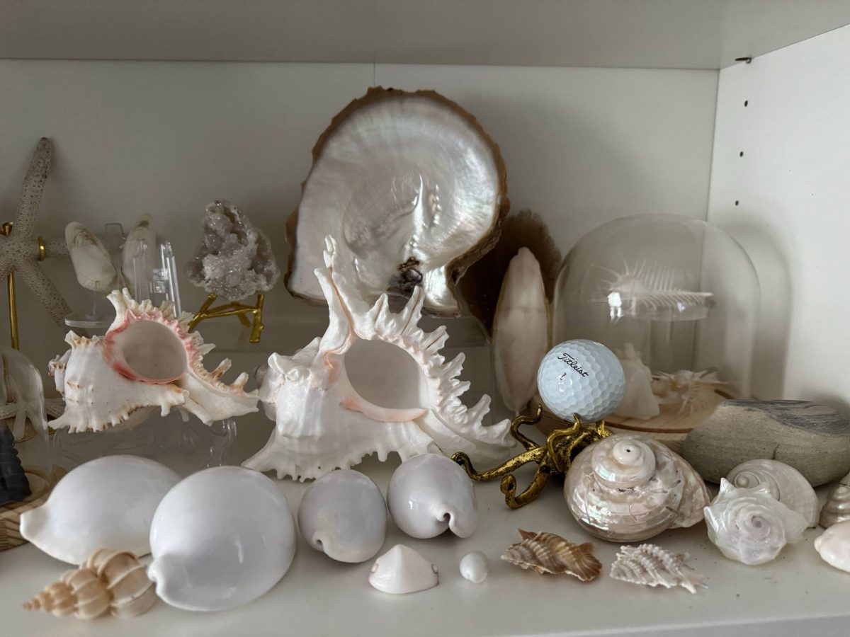 Sea shells