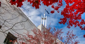 Parliament House's secret gardens are looking their best right now