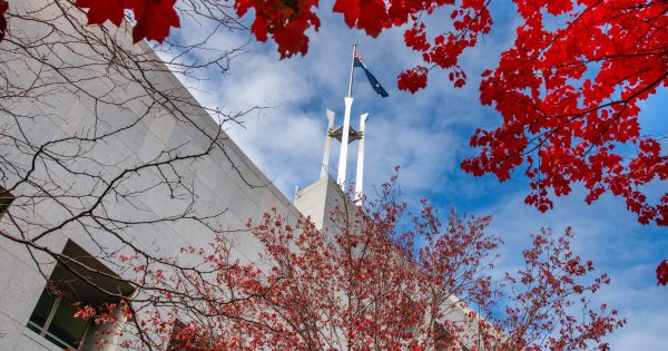Parliament House's secret gardens are looking their best right now