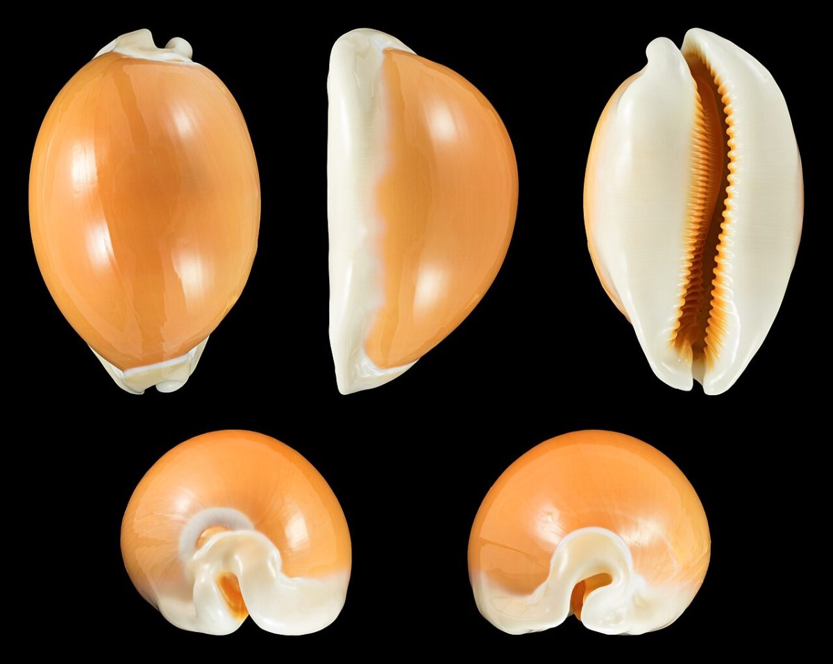 Sea shell