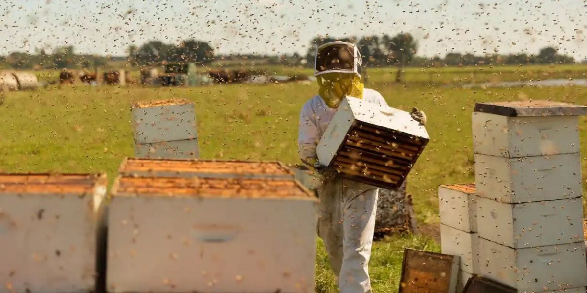 ANU Film Group Screening - The Pollinators