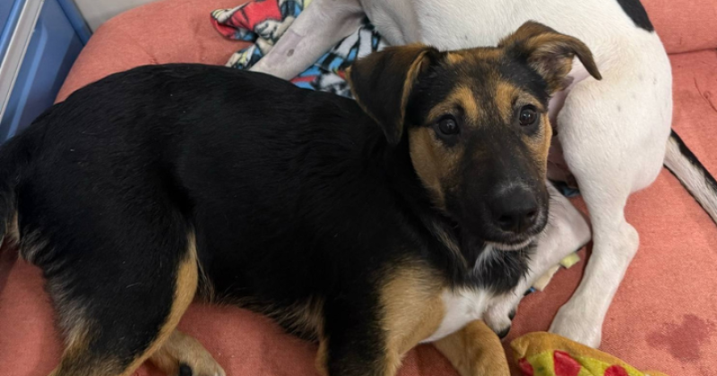 RSPCA ACT’s Pets of the Week – Thea and Chewy