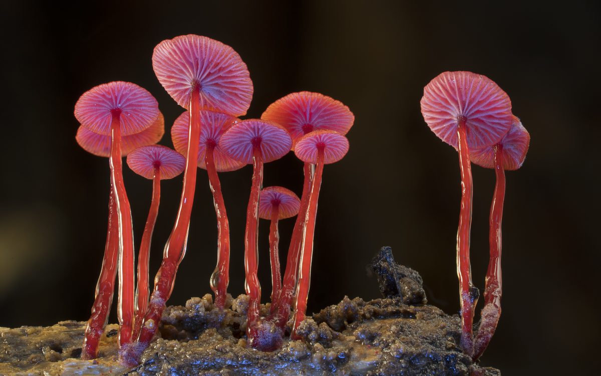 Fungi growing in the forest