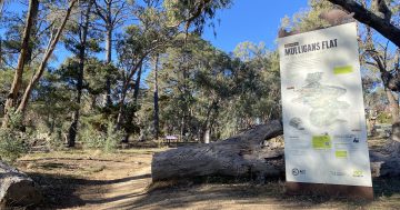 Mulligans Flat support walk to 'reclaim the space' where runner was allegedly attacked