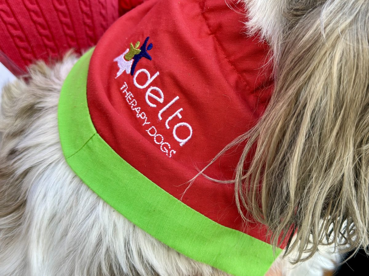 Therapy dogs in hospital