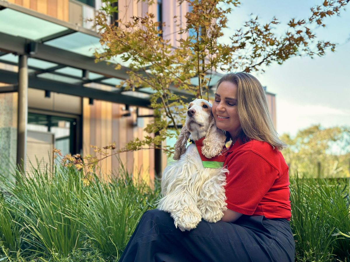 Therapy dogs in hospital